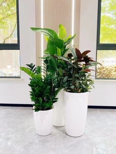 宁波鄞州植物租赁价格